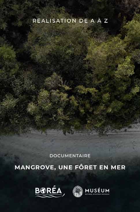 Projet de Saltic studio : documentaire Mangrove une forêt en mer